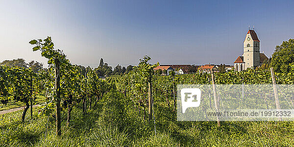 Germany  Baden-Wurttemberg  Hagnau  Panoramic view of green summer vineyard