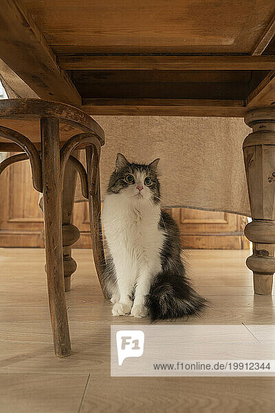 Cat sitting under wooden dining table in kitchen