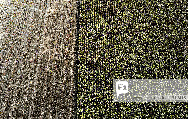 Austria  Upper Austria  Drone view of partially harvested corn field