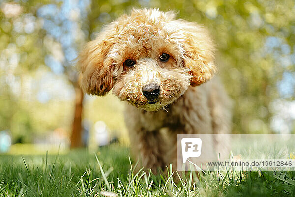 Brown poodle dog on grass in park