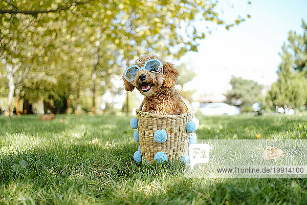 Poodle dog wearing sunglasses and sitting in wicker basket on grass at autumn park