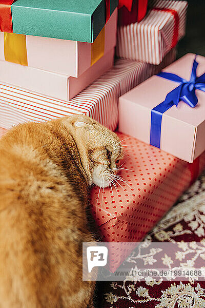 Cat leaning head on Christmas presents at home