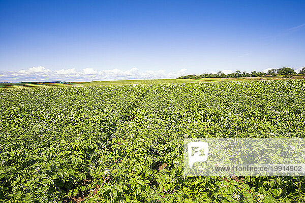 UK  Scotland  Potatoes growing in vast summer field