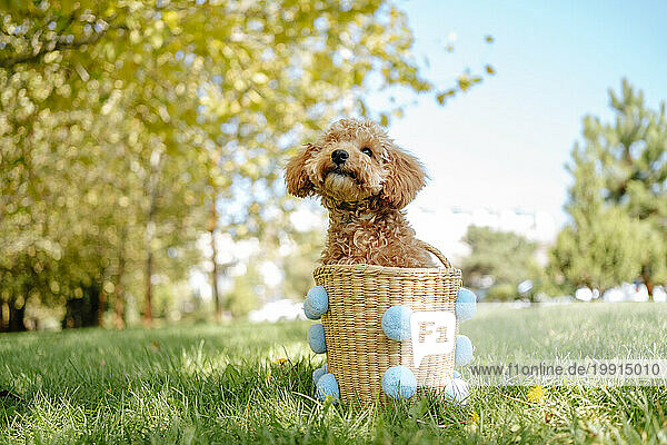Poodle dog in wicker basket on grass at autumn park