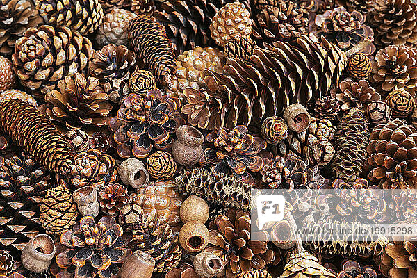 Full frame of various pine cones and gumnuts