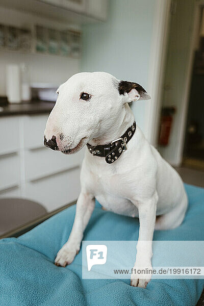 White bull terrier on table looking away in veterinary clinic