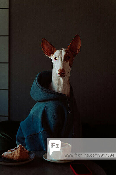 Podenco Ibicenco dog (Ibizan Hound)  elegant greyhound  portrait.