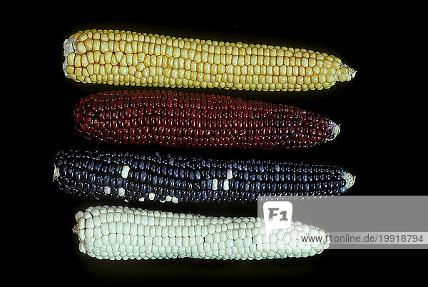 Hopi corn