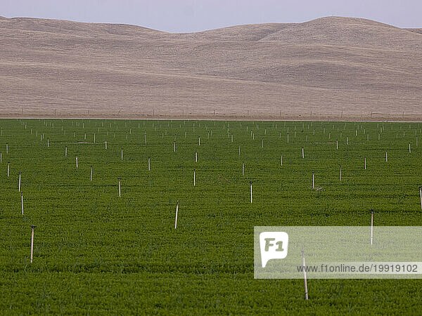 Irrigated farmland in otherwise arid area near Kettleman City  California  United States