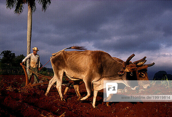 Plowing with oxen near Vinales  Cuba.