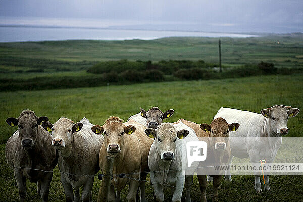 Cows in Irish pasture at sunset