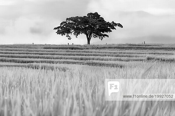 own trees in Indonesian rice fields