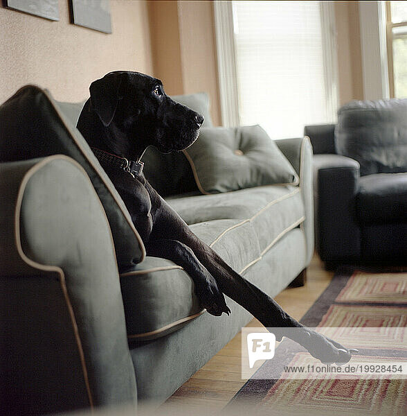Great Dane dog sits on couch at home relaxing with paw extended.