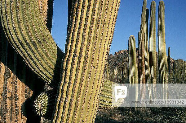 Different shapes of cactus plants standing upright  Arizona  USA.