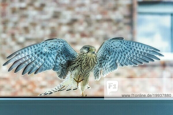 Turmfalke (Falco tinnunculus) an der Fensterscheibe