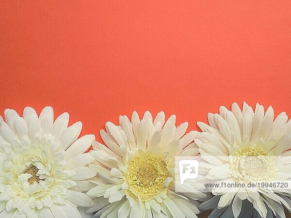 Drei weiße Blumenköpfe auf orangefarbenem Hintergrund mit Platz für Ihren Text  Flachton stilisiert