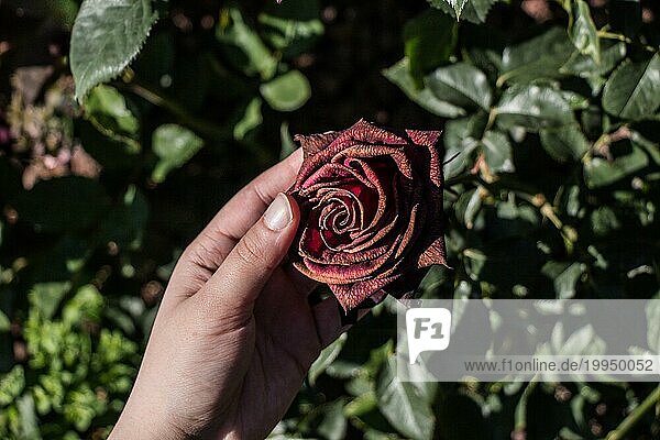 Schöne frische Rose in der Hand