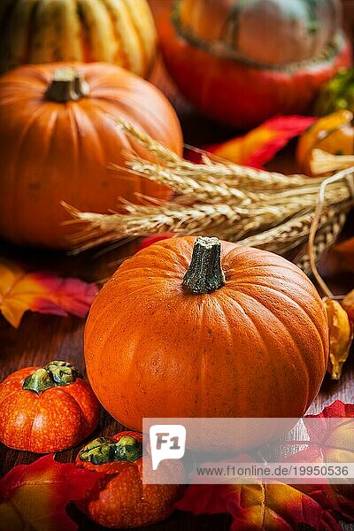 Traditionelle Kürbisse für Thanksgiving und Halloween in Herbstfarben