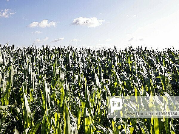 Maispflanzen bewegen sich im Wind. Rendsburg  16.07.2023