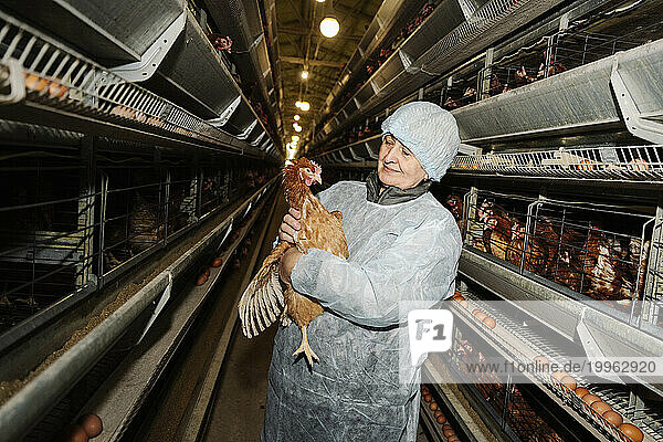 Veterinarian examining hen near cages in poultry farm
