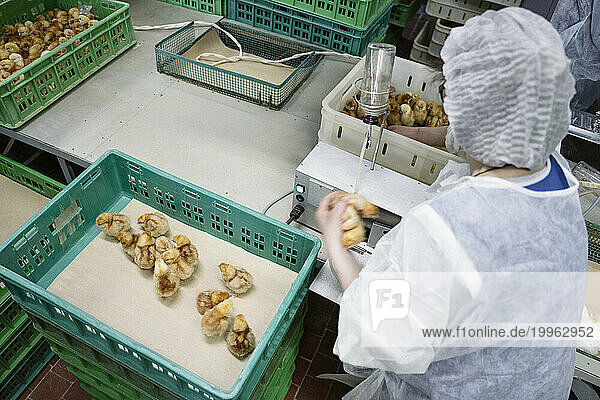 Veterinarian arranging chickens in plastic crates at factory