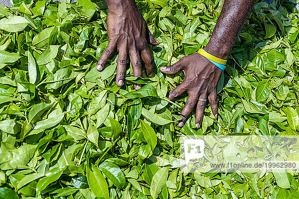 Sri Lanka  Uva Province  Hands of plantation worker harvesting tea