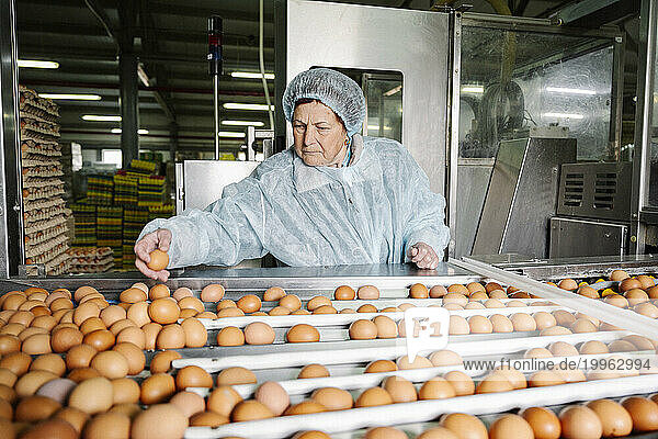Veterinarian examining quality of eggs in factory