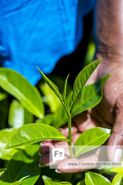 Sri Lanka  Uva Province  Hand of plantation worker touching growing tea leaves