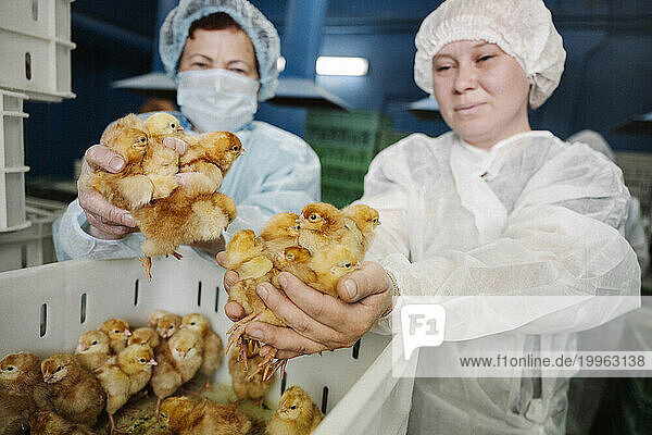Veterinarians putting chickens in plastic container at factory