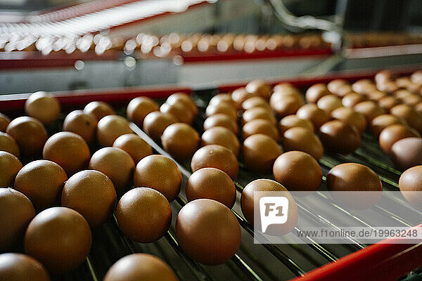 Eggs on machinery at poultry farm