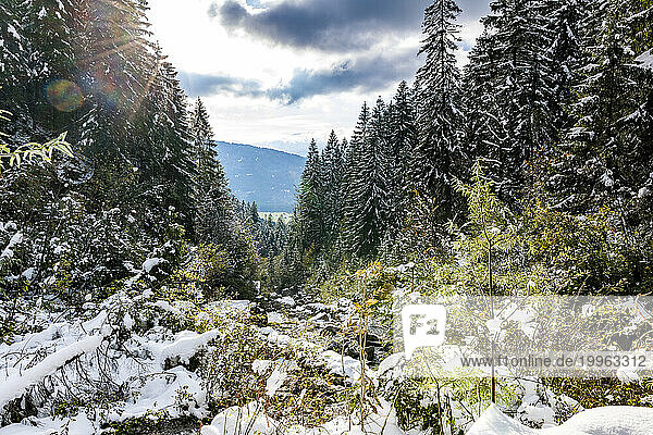 Germany  Bavaria  Coniferous forest in Allgau Alps