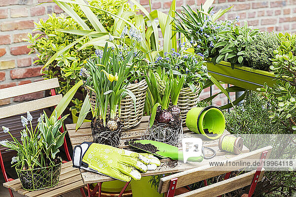 Various flower plants near gardening gloves on table