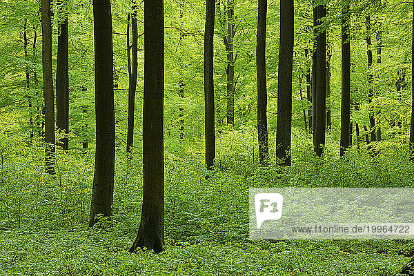 Germany  Rhineland-Palatinate  Green lush forest in spring