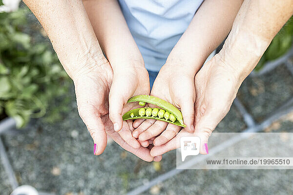 Hands of mother and daughter holding green pea pod at garden