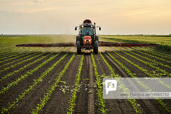 Tractor spraying fertilizer on corn field under sky