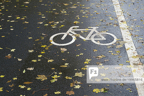 Fallen autumn leaves on asphalt bicycle lane