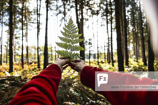 Woman holding fern leaf in Cannock chase forest