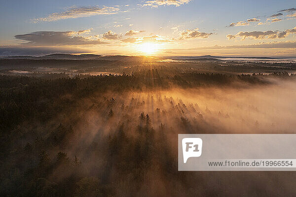 Germany  Bavaria  Aerial view of forest at foggy autumn sunrise