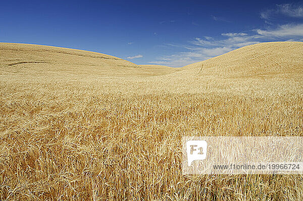 USA  Washington State  Vast wheat field in summer