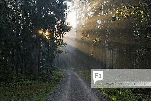 Germany  Bavaria  Forest dirt road at foggy sunrise