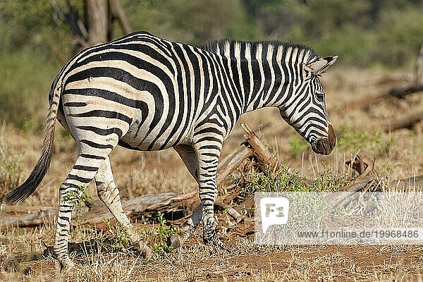 BurchellZebra (Equus quagga burchellii)  erwachsenes Zebra beim Spaziergang  KrugerNationalpark Südafrika