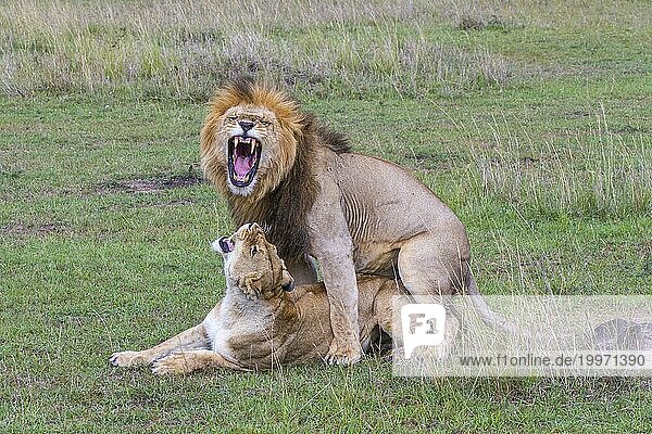 Löwe und Löwin paaren sich  Kopula  Masai. Mara  Kenia  Afrika