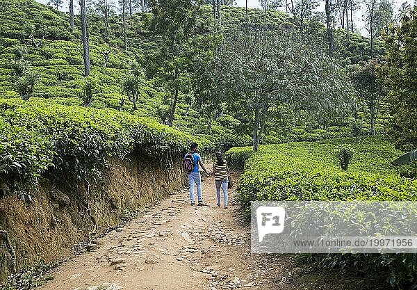 Junges Paar hält sich in der Teeplantage Ella  Bezirk Badulla  Provinz Uva  Sri Lanka  Asien