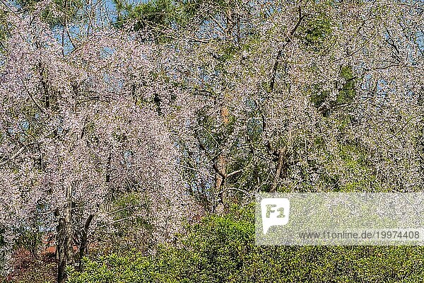 Schöne Kirschblütenbäume in voller Blüte an einem sonnigen Tag in Südkorea  Südkorea  Südkorea  Asien