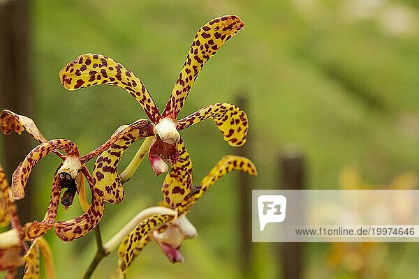 Gelbe Orchideenblüte im botanischen Garten  selektiver Fokus  Kopierraum  Malaysia  Kuching Orchideenpark  Asien