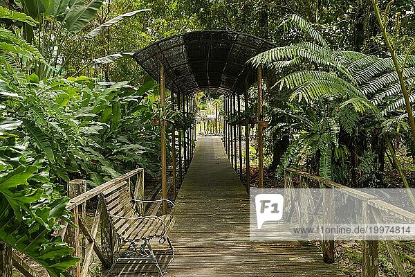 Farn und Palmenbeete im botanischen Garten  selektiver Fokus  Kopierraum  Malaysia  Kuching Orchideenpark  Asien