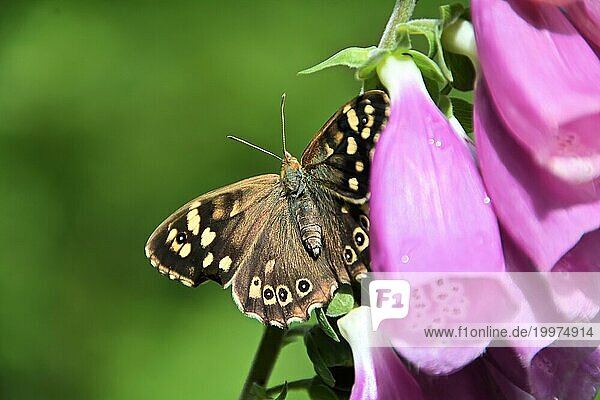 Schöner Schmetterling an einer Blüte im Sommer