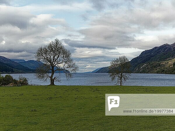 Ein einsamer Baum steht vor einem ruhigen See mit Hügeln im Hintergrund unter bewölktem Himmel  Loch Ness. Schottland  Großbritannien  Europa