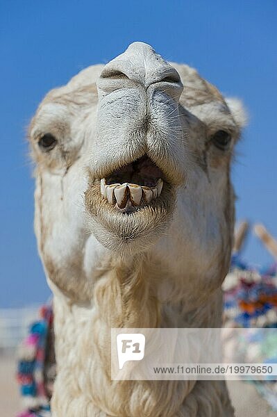 Dromedar (Camelus dromedarius)  Arabisches Kamel im Kopfportrait  Kopf  Tier  Nutztier  Gebiss  schlechte Zähne  Zahn  Detail  witzig  lustig  Gag  Humor  guckt  Spaß  Mimik  Kiefer  lacht  lachen  Lasttier  Mundpflege  Mundgeruch  Marokko  Afrika