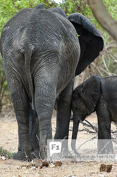 Kleiner afrikanischer Elefant (Loxodonta africana)  sucht Schutz bei der Mutter  Familie  Zutrauen  Vertrauen  Emotion  Liebe  Mutterliebe  Botswana  Afrika